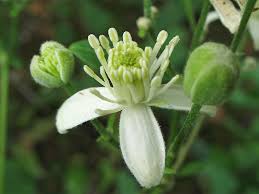Image result for Clematis uhehensis