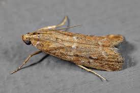 Image result for Delplanqueia inscriptella