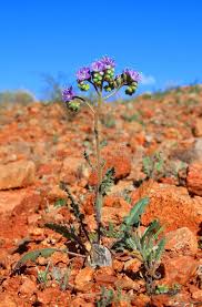 Maybe you would like to learn more about one of these? Little Desert Flower Scorpion Weed Stock Image Image Of Phacelia Desert 23190571