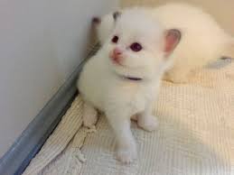 Look at pictures of ragdoll kittens who need a home. Ragdoll Cats For Sale Route 35 Nj 255479 Petzlover