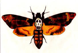 Silence of the lambs death's head moth sticker wickysweb 5 out of 5 stars (1,931) $ 2.25. Death S Head Moth By X Emeraldeyes X On Deviantart