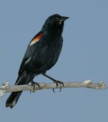 Birds Of Northern Illinois Red Winged Blackbird I Love It S Song Black Bird Birds Bird Lovers
