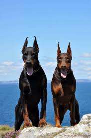 Get great deals on ebay! 14 Doberman Pinscher Puppies For Sale Ideas Doberman Pinscher Puppy Doberman Pinscher Dog Doberman Pinscher