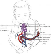 Name the blood vessel labeled 'd'. Cardiovascular System Circulatory System Parts And Functions