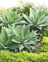 Image result for Sansevieria hallii