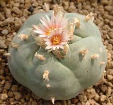 It is usually grown for ornamental purposes; Lophophora Williamsii V Ramos Arizpe Peyote San Pedro Cactus Seeds