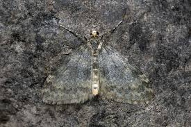 Image result for Entephria byssata