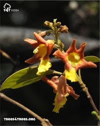 Image result for Gmelina