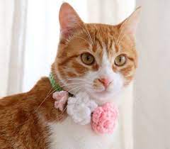 Cat Flower Crown Pdf Crochet Pattern 2 In 1 Flower Collar Or Crown For Cats Summer Crochet For Pets Crochet Flower Pattern With Video In 2021 Cat Flowers Cat Collars Crochet Cat Collar