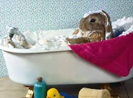 Entretient Du Lapin Site De Les Lapins Belier