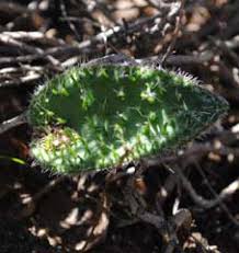 Image result for Eriospermum seineri