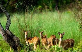 Check spelling or type a new query. Chitwan National Park