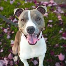 Enrichment Sessions Dogs Dog Care Pets