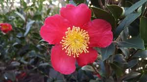 Single, brilliant red blooms centered with bright yellow stamens make an elegant statement in the winter garden. Yuletide Camellia Camellia Sasanqua Yuletide From Taylor S Nursery