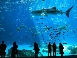 Free U S Animal Viewing Spots National Geographic Georgia Aquarium Places To Travel Travel