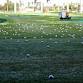 Birdie Academy