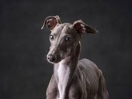 Maybe you would like to learn more about one of these? Loveu Artful Paws Studio Dog Photography Rescue Pet Of The Week