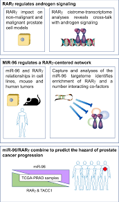 Although screenings for prostate cancer are one tool for early detecti. The Mir 96 And Rarg Signaling Axis Governs Androgen Signaling And Prostate Cancer Progression Oncogene