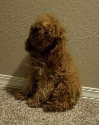 We have puppies for sale! Cockapoo Puppies For Sale Colorado Springs Co 289405