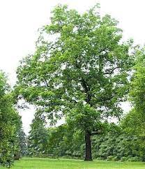 Black Walnut Tree Great Information Black Walnut Tree Wild Plants Trees To Plant