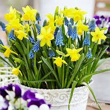 Tete A Tete Daffodil Grape Hyacinth Blend Fall Bulbs Daffodils Planting Bulbs