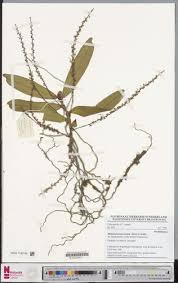 Image result for Rhipidoglossum rutilum