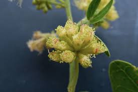 Image result for Cussonia zimmermannii