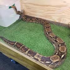 See full list on thesprucepets.com Airboat Rides At Midway Pet Of The Month Red The Colombian Red Tail Boa