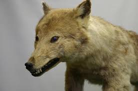 This is a list of extinct animals of the british isles, including extirpated species. Debate Over Japan S Extinct Wolf Grows The Japan Times
