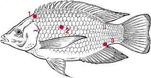 A beautiful drawing of a fish. Figure 2 From Differential Responses Of Nile Tilapia Oreochromis Niloticus To Fin Clip Wounding And Related Stress Perspectives Semantic Scholar
