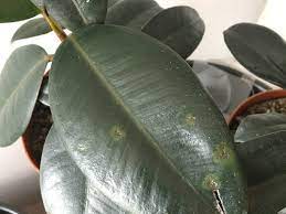 It's just harmless water spots. Brown Spots On Baby Rubber Plant