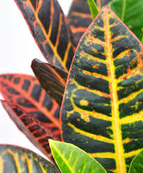 The croton petra (codiaeum variegatum petra) is an evergreen shrub native to southern asia and the western pacific islands. Croton 101 How To Care For Crotons Bloomscape