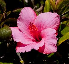 :3 ayer hice una flor un pico mas compleja jejeje tenia que ponerme el reto de dibujarla al principio si me parecia dificil peroo logre dibujarla >w< yo las conosco con el nombre de obelisco esta es doble. Hibiscus Rosa Sinensis Wikipedia La Enciclopedia Libre