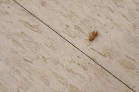 Maybe you would like to learn more about one of these? Three Common Kitchen Pests And The Damage They Cause Johnny B Pest Control