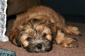 Brown Shih Tzu Maltese Mix Puppies Shih Tzu Maltese Mix Puppies Shih Tzu