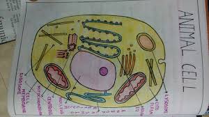 Jul 05, 2017 · in this experiment, you will measure mass and volume of various sport balls, both regularly shaped ball and irregularly shaped. Plant Cell And Animal Cell Diagram Brainly In
