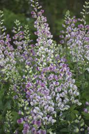 Maybe you would like to learn more about one of these? Baptisia Plum Rosy Drought Tolerant Perennials Perennials Colorful Flowers