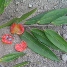 Image result for Xylopia acutiflora