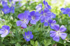 Rock gardens, cottage gardens or borders. Geranium Rozanne The Cranesbill Geranium Hgtv