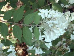 Image result for Kolkwitzia amabilis