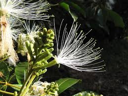 Image result for Inga