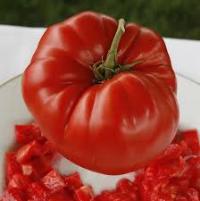 Incredibly colorful green tomato with stripes of red and yellow. Aussie Heirloom Tomato Seeds