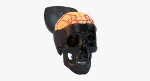 Human Skull Brain 3d Model Human Skull 3d Model Skull