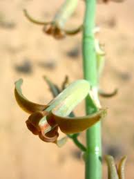 Image result for Dipcadi platyphyllum