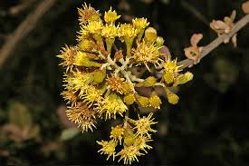 Image result for Brachylaena discolor