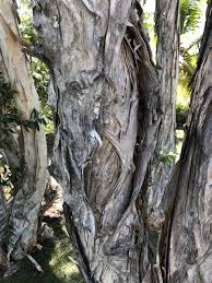 Image result for Melaleuca