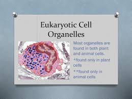 Which organelles are found only in animals. Ppt Eukaryotic Cell Organelles Powerpoint Presentation Free Download Id 1864034