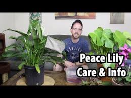 Compare prices & read reviews. How To Care For A Peace Lily Spathiphyllum Youtube