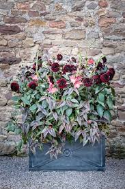 It flowers all through summer into fall. 5 Stunning Summer Container Ideas Garden Design