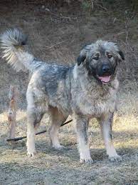miss downs sucht ihren lebensplatz 300 1190 wien willhaben in 2020 hund lauft hirtenhund tierheim